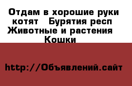 Отдам в хорошие руки котят - Бурятия респ. Животные и растения » Кошки   
